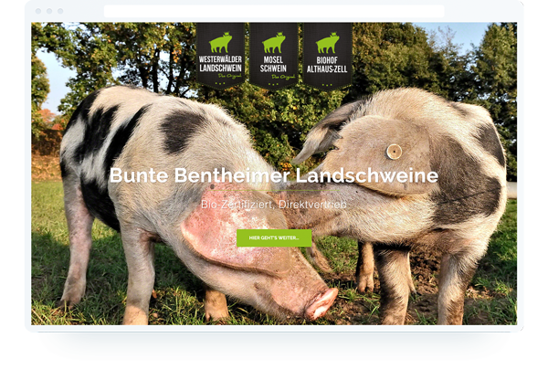 Webdesign :: Bunte Bentheimer Landschweine